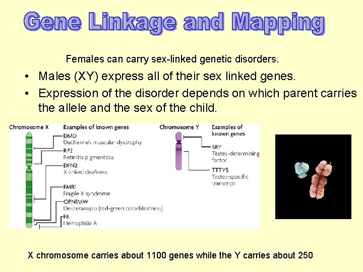 Females can carry sex-linked genetic disorders. • Males (XY) express all of their sex