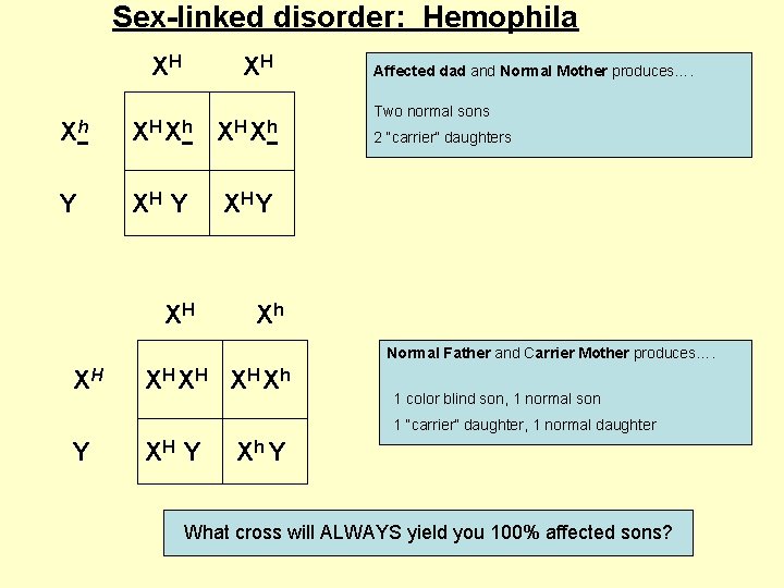 Sex-linked disorder: Hemophila XH XH Xh Y XH Affected dad and Normal Mother produces….