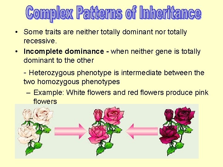  • Some traits are neither totally dominant nor totally recessive. • Incomplete dominance