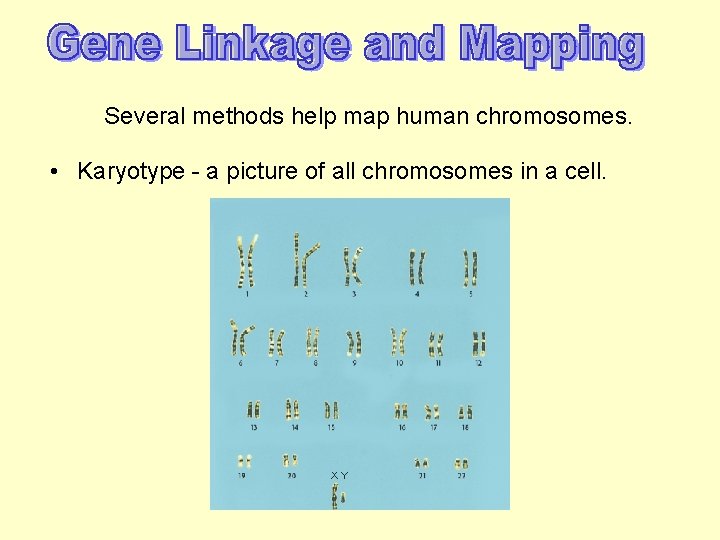 Several methods help map human chromosomes. • Karyotype - a picture of all chromosomes