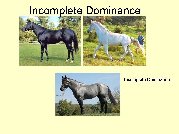 Incomplete Dominance 
