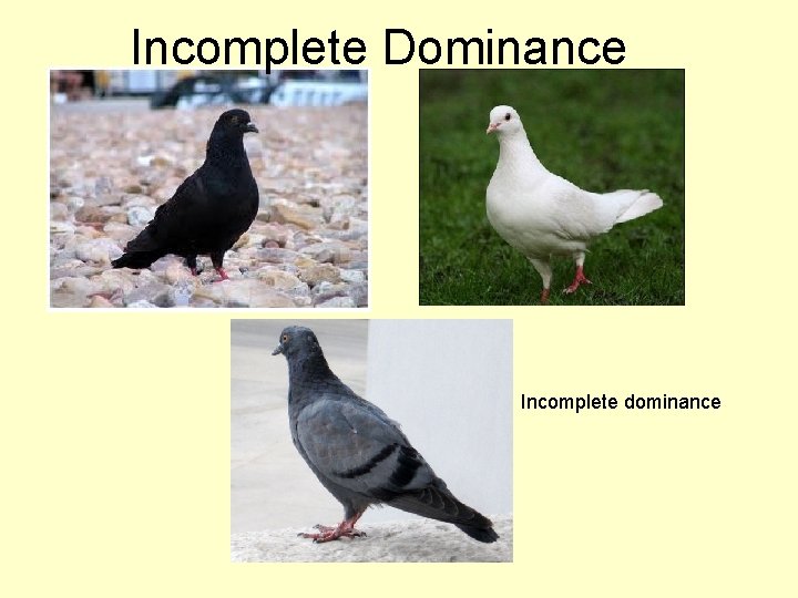 Incomplete Dominance Incomplete dominance 