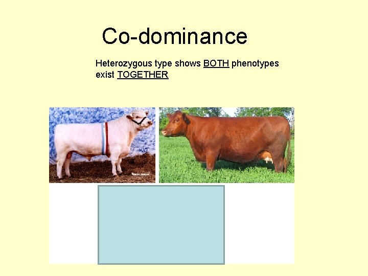 Co-dominance Heterozygous type shows BOTH phenotypes exist TOGETHER 