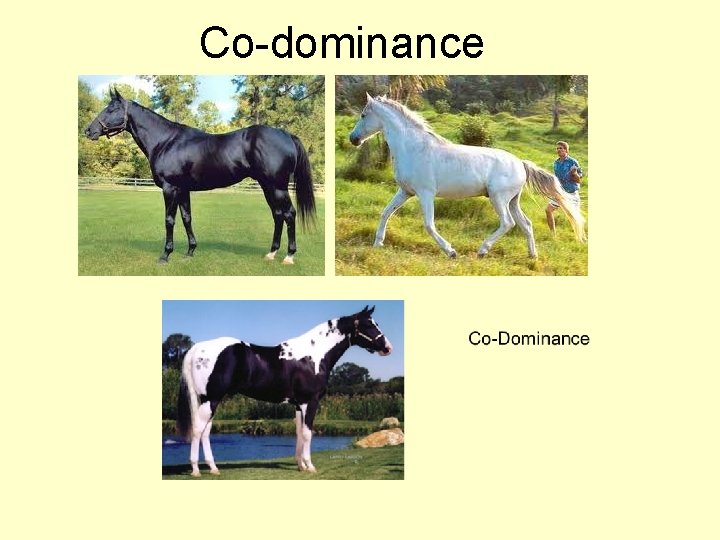 Co-dominance 