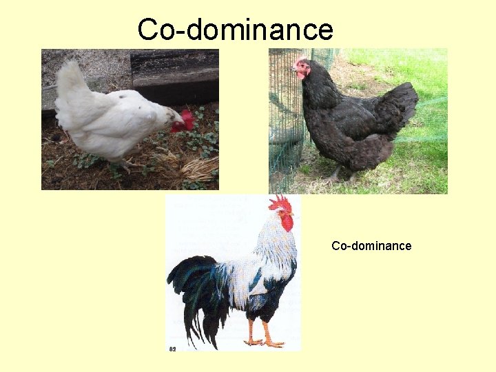 Co-dominance 