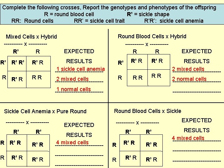 Complete the following crosses, Report the genotypes and phenotypes of the offspring R =