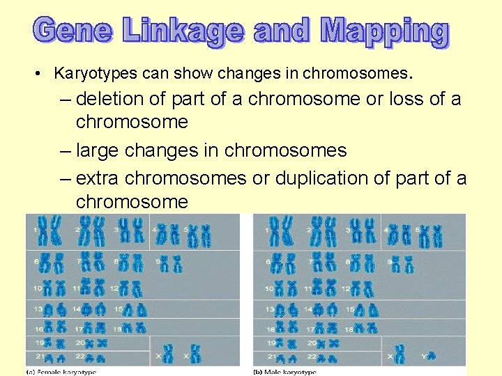  • Karyotypes can show changes in chromosomes. – deletion of part of a