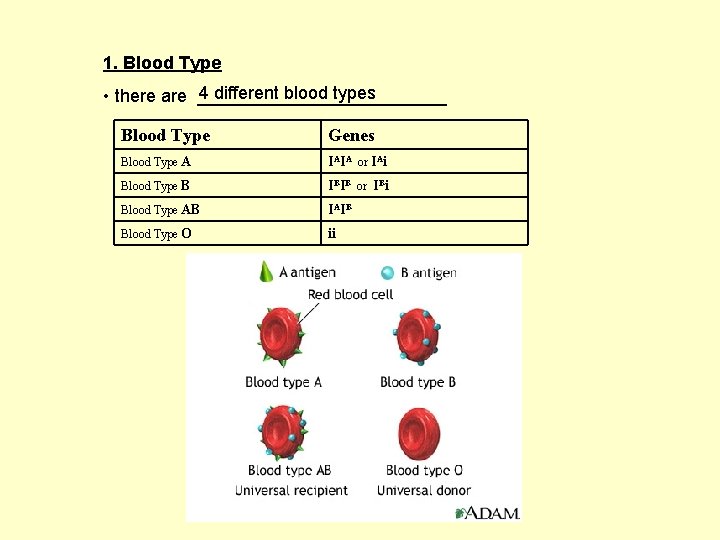 1. Blood Type 4 different blood types • there are _____________ Blood Type Genes