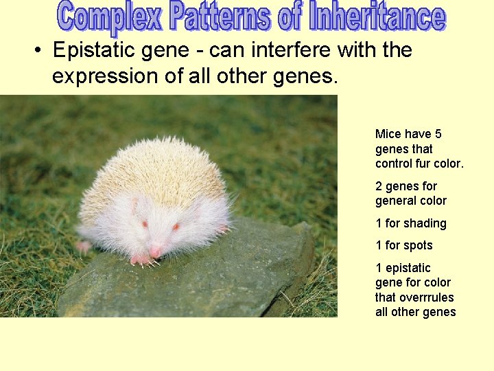  • Epistatic gene - can interfere with the expression of all other genes.