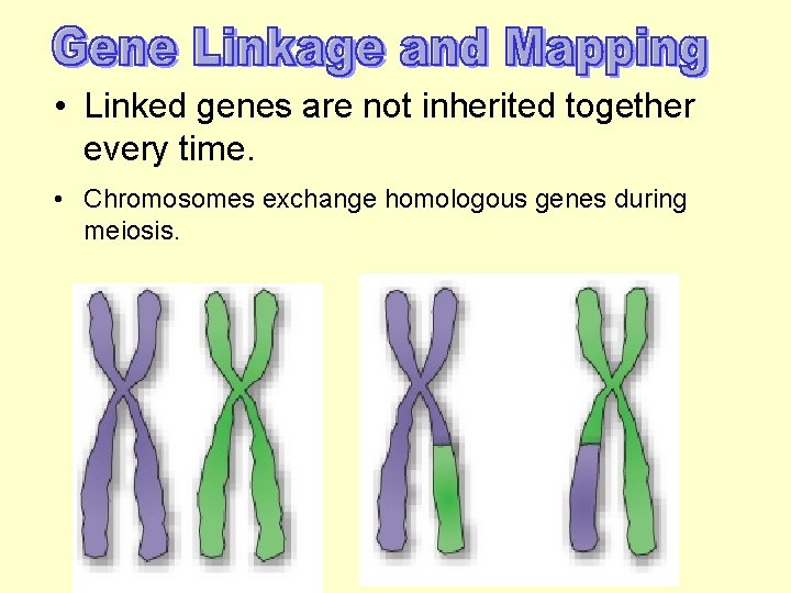  • Linked genes are not inherited together every time. • Chromosomes exchange homologous