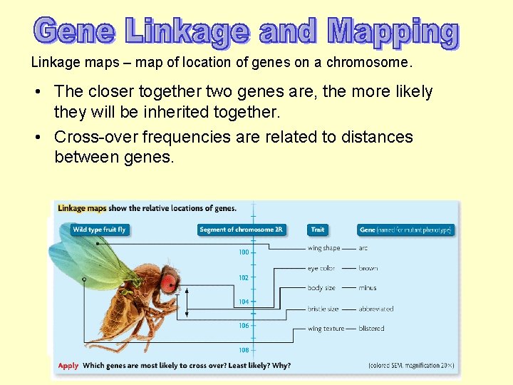 Linkage maps – map of location of genes on a chromosome. • The closer