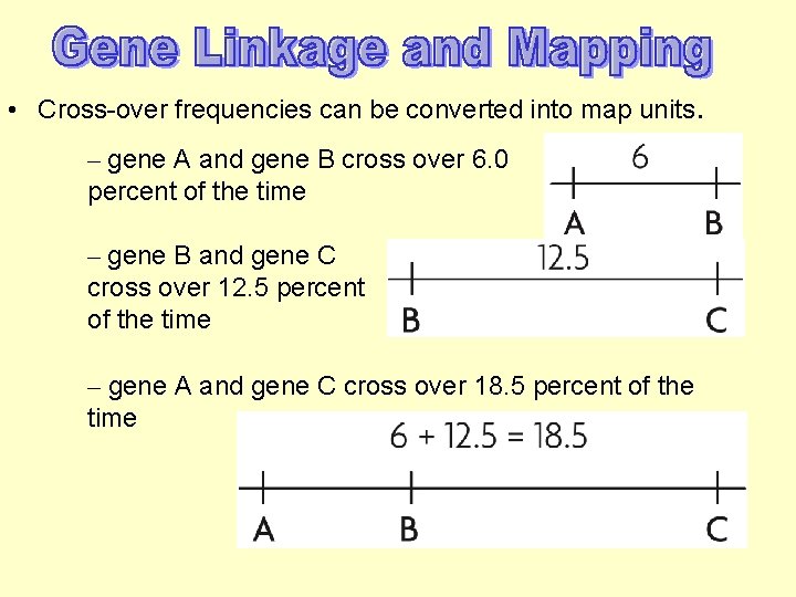  • Cross-over frequencies can be converted into map units. – gene A and