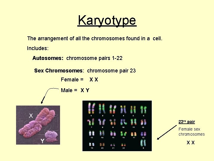 Karyotype The arrangement of all the chromosomes found in a cell. Includes: Autosomes: chromosome