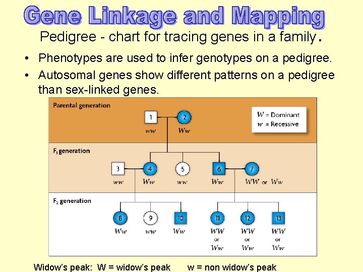 Pedigree - chart for tracing genes in a family. • Phenotypes are used to