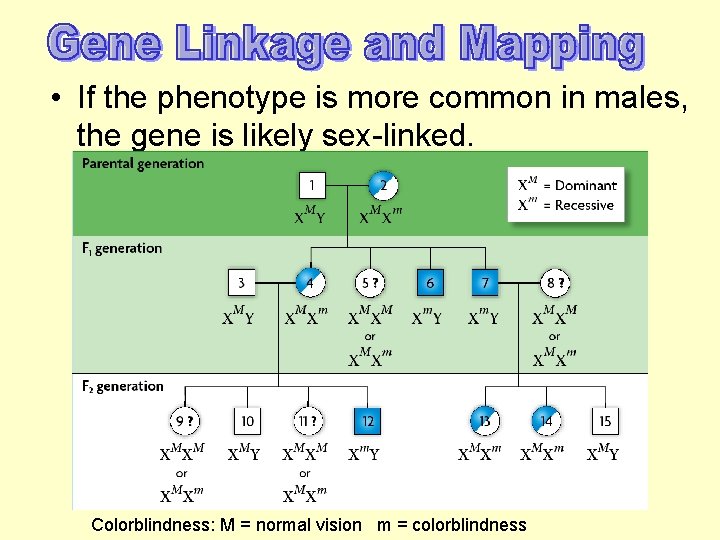  • If the phenotype is more common in males, the gene is likely