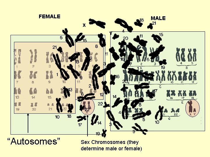 FEMALE “Autosomes” MALE Sex Chromosomes (they determine male or female) 