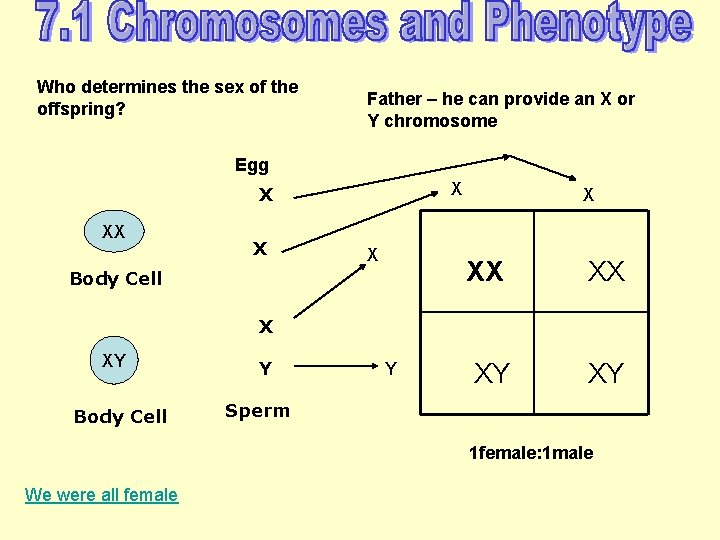 Who determines the sex of the offspring? Father – he can provide an X