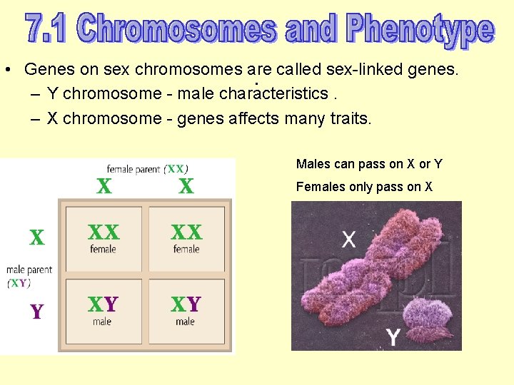  • Genes on sex chromosomes are called sex-linked genes. . – Y chromosome