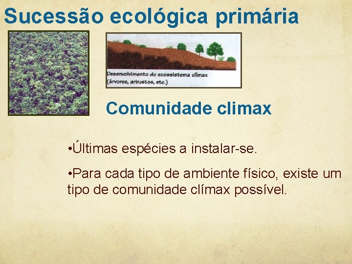 Sucessão ecológica primária Comunidade climax • Últimas espécies a instalar-se. • Para cada tipo