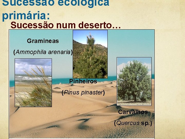 Sucessão ecológica primária: Sucessão num deserto… Gramineas (Ammophila arenaria) Pinheiros (Pinus pinaster) Carvalhos (Quercus Sucessão ecológica primária: Sucessão num deserto… Gramineas (Ammophila arenaria) Pinheiros (Pinus pinaster) Carvalhos (Quercus