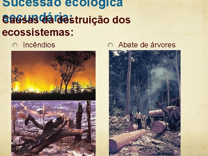 Sucessão ecológica secundária: Causas da destruição dos ecossistemas: Incêndios Abate de árvores 