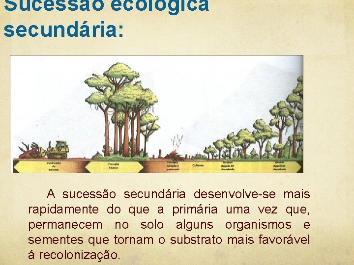 Sucessão ecológica secundária: A sucessão secundária desenvolve-se mais rapidamente do que a primária uma