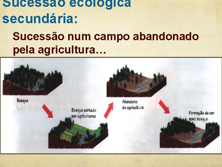 Sucessão ecológica secundária: Sucessão num campo abandonado pela agricultura… 