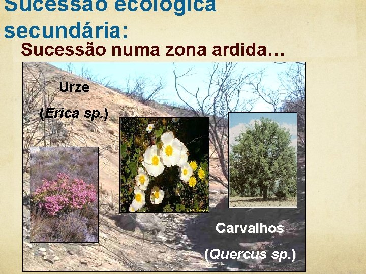 Sucessão ecológica secundária: Sucessão numa zona ardida… Urze (Erica sp. ) Esteva (Cistus sp.