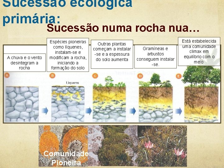 Sucessão ecológica primária: Sucessão numa rocha nua… A chuva e o vento desintegram a