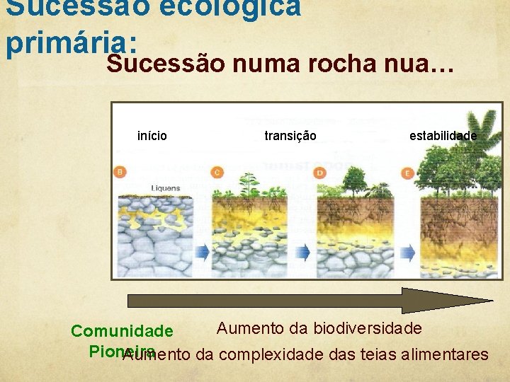 Sucessão ecológica primária: Sucessão numa rocha nua… início transição estabilidade Aumento da biodiversidade Comunidade