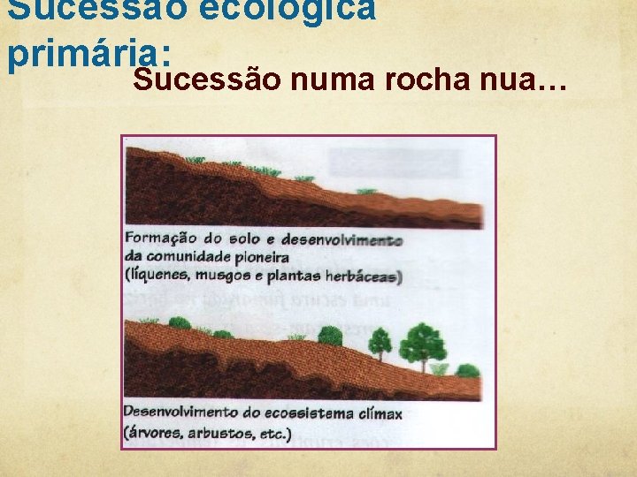 Sucessão ecológica primária: Sucessão numa rocha nua… 