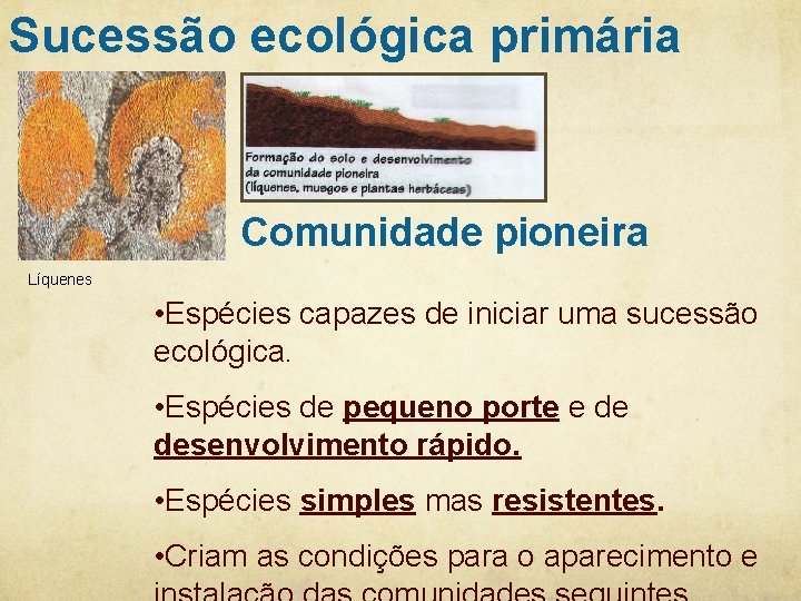 Sucessão ecológica primária Comunidade pioneira Líquenes • Espécies capazes de iniciar uma sucessão ecológica. Sucessão ecológica primária Comunidade pioneira Líquenes • Espécies capazes de iniciar uma sucessão ecológica.