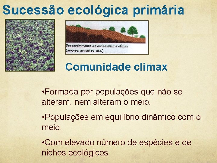 Sucessão ecológica primária Comunidade climax • Formada por populações que não se alteram, nem Sucessão ecológica primária Comunidade climax • Formada por populações que não se alteram, nem