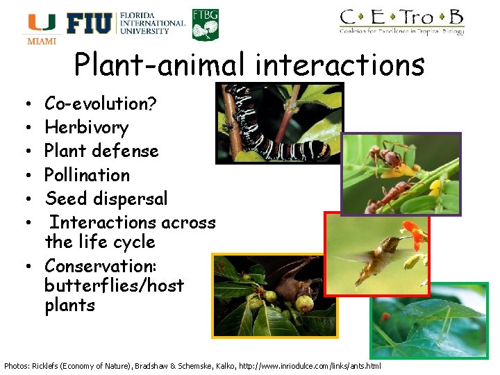 Plant-animal interactions Co-evolution? Herbivory Plant defense Pollination Seed dispersal Interactions across the life cycle