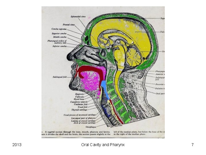 2013 Oral Cavity and Pharynx 7 