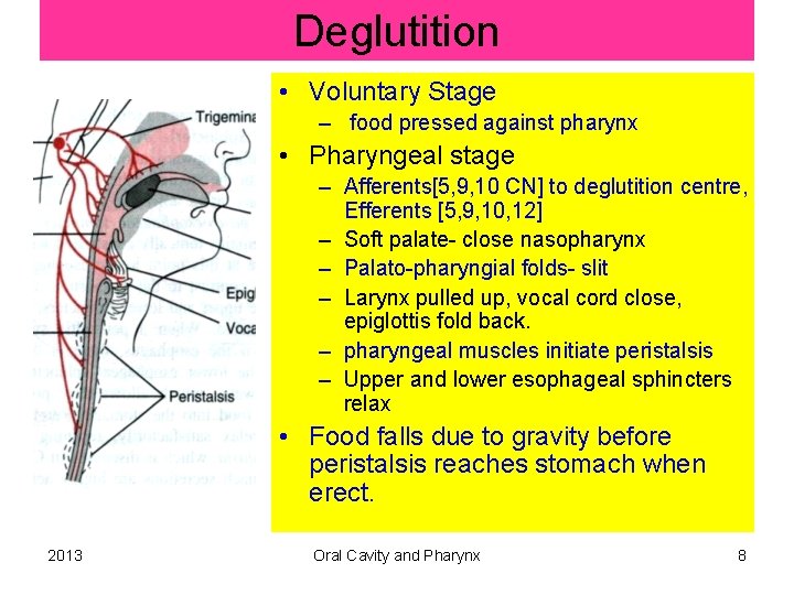 Deglutition • Voluntary Stage – food pressed against pharynx • Pharyngeal stage – Afferents[5,