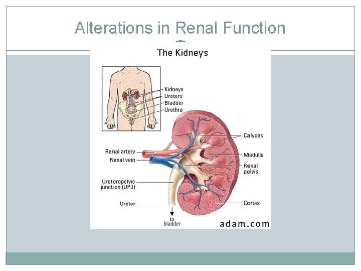 Alterations in Renal Function Alterations in Renal Function