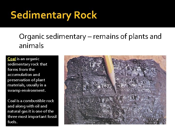 Sedimentary Rock Organic sedimentary – remains of plants and animals Coal is an organic