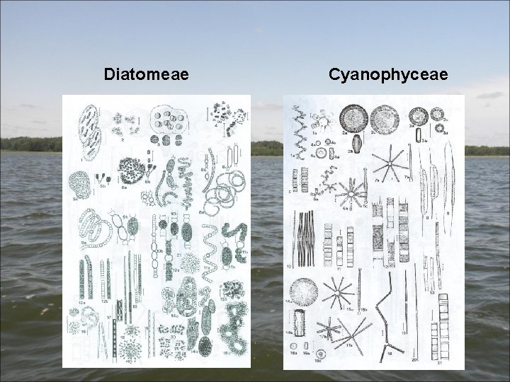 Diatomeae Cyanophyceae 