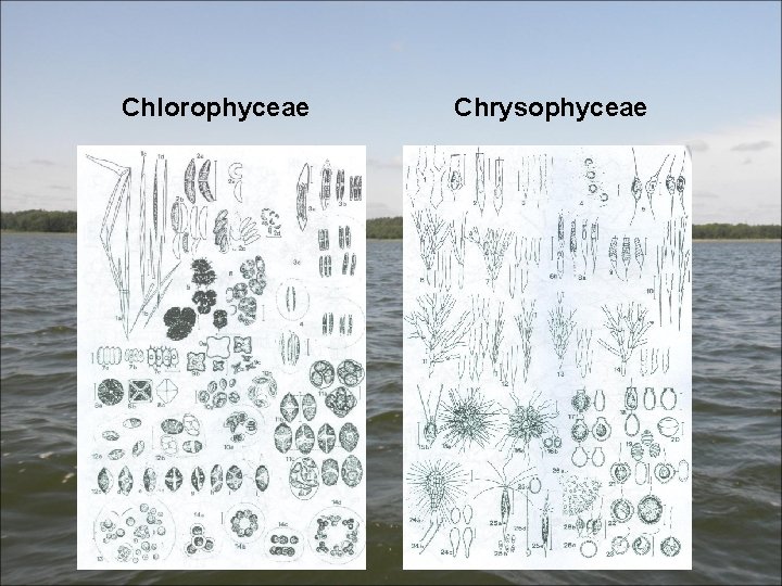 Chlorophyceae Chrysophyceae 