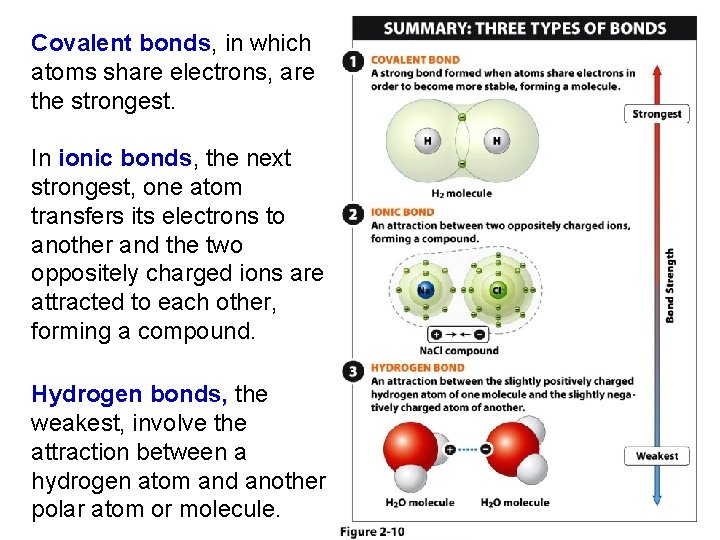 Covalent bonds, in which atoms share electrons, are the strongest. In ionic bonds, the