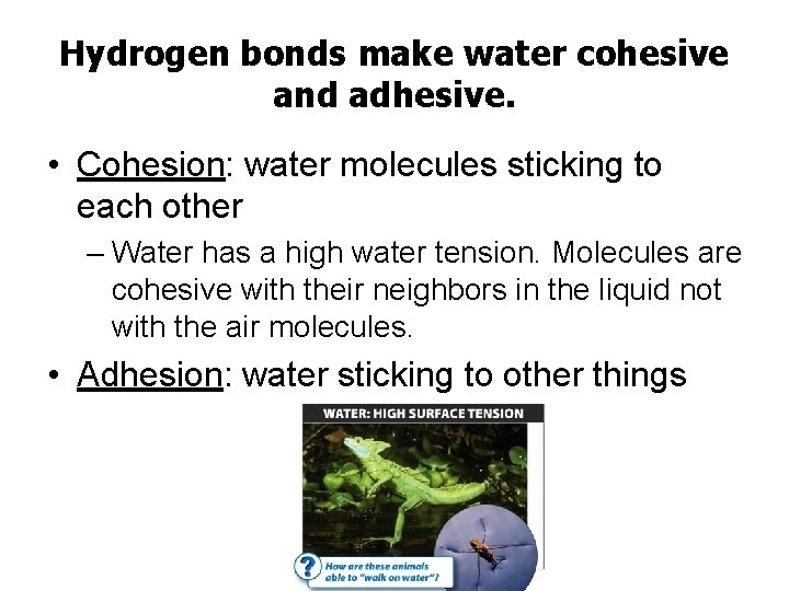 Hydrogen bonds make water cohesive and adhesive. • Cohesion: water molecules sticking to each