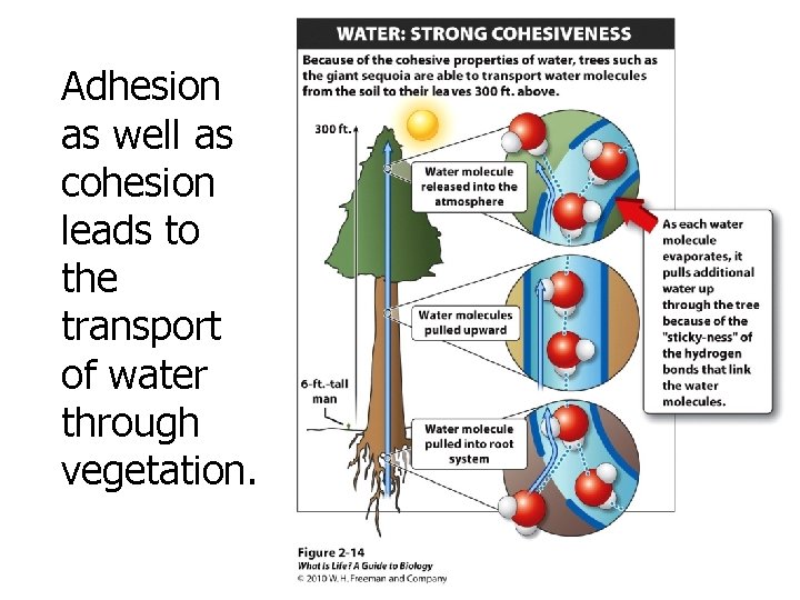 Adhesion as well as cohesion leads to the transport of water through vegetation. 
