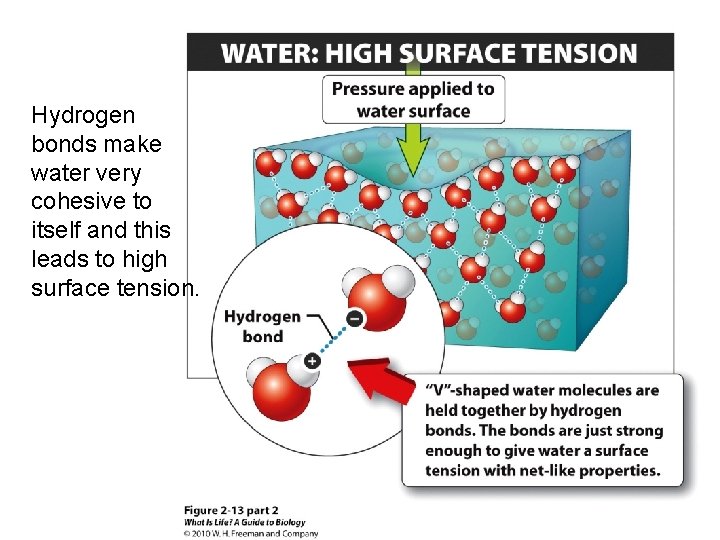 Hydrogen bonds make water very cohesive to itself and this leads to high surface