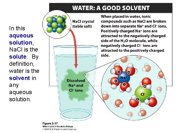 In this aqueous solution, Na. Cl is the solute. By definition, water is the