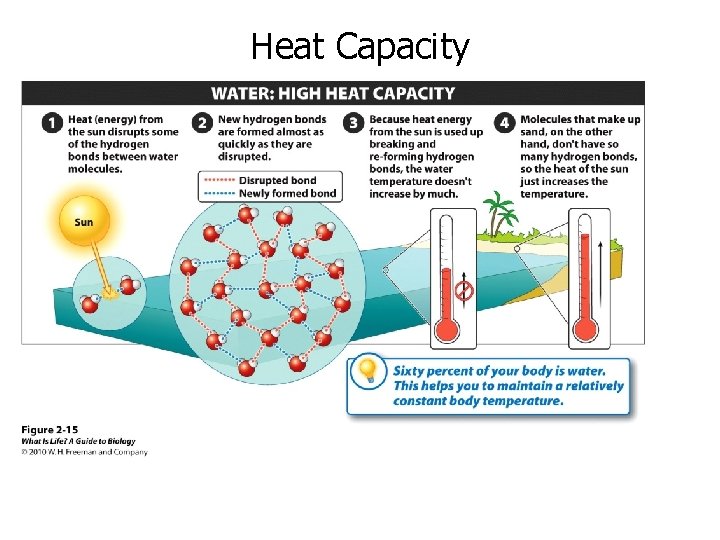 Heat Capacity 