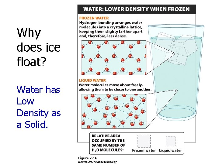 Why does ice float? Water has Low Density as a Solid. 