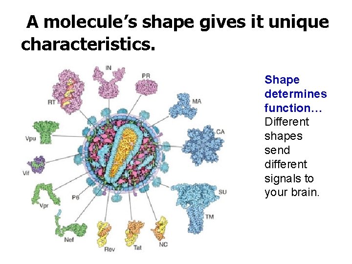 A molecule’s shape gives it unique characteristics. Shape determines function… Different shapes send different