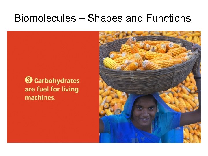 Biomolecules – Shapes and Functions 