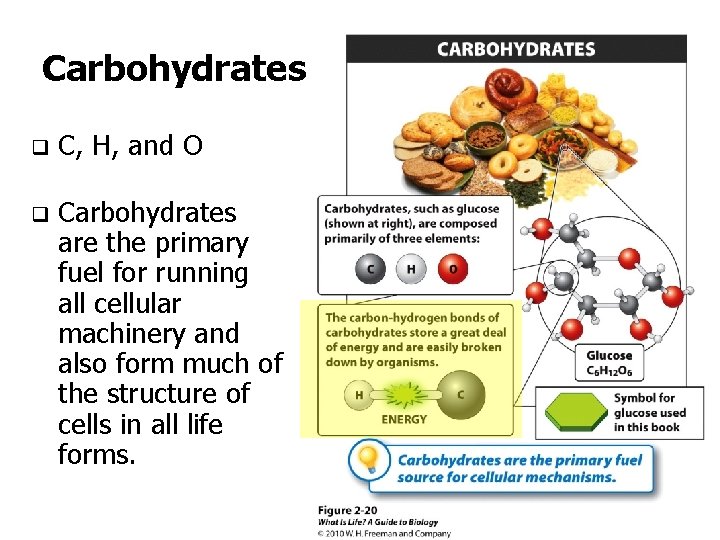 Carbohydrates q C, H, and O q Carbohydrates are the primary fuel for running